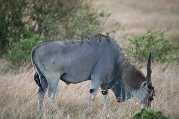 eland and biards
