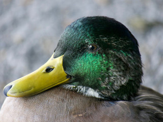 Female Mallard Duck