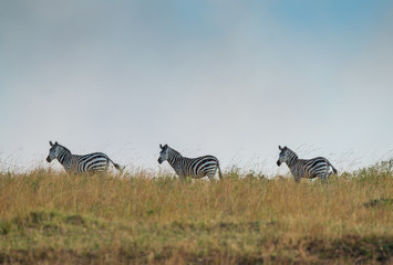 standing zebras in the bush