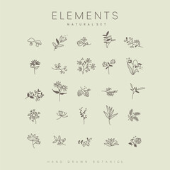 Set of hand drawn botanical elements vector