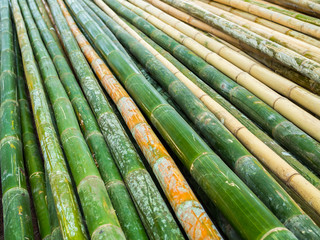 Pile of yellow and green bamboo background