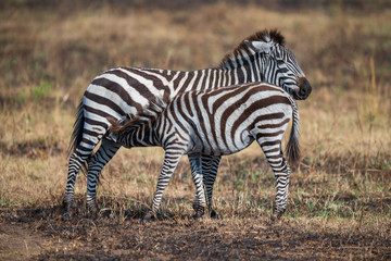 Fototapeta na wymiar standing zebras in the bush