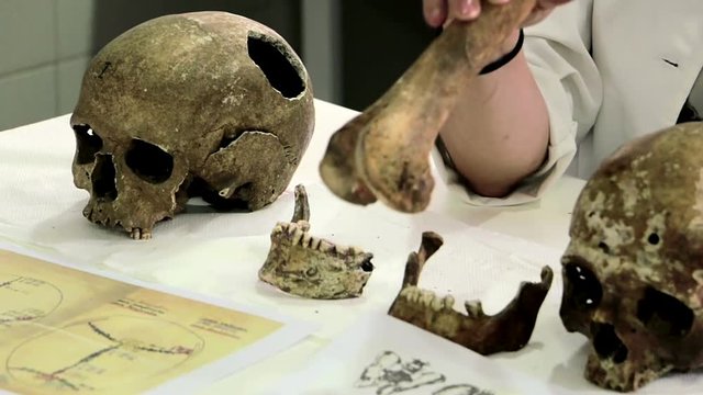 Human skull. Woman forensic scientist showing human skulls