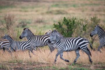 Obraz na płótnie Canvas running zebras in the bush
