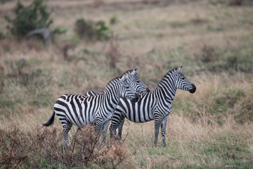 Fototapeta na wymiar standing zebras in the bush