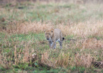 leopard hunting in the bush