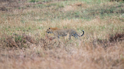 Obraz na płótnie Canvas leopard hunting in the bush