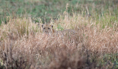 leopard hunting in the bush