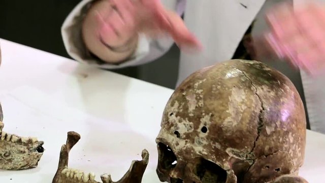 Human skull. Woman forensic scientist showing human skulls