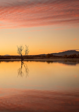 Morning reflecting in the flooded fields of the rio grand in new mexico, socorro, bosque del apache nature preserve