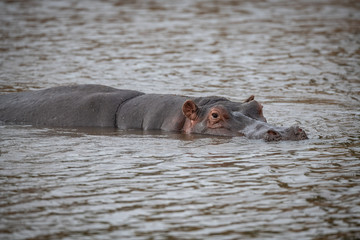 hippos in river