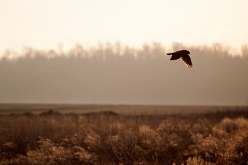 Northern harrier at sunrise