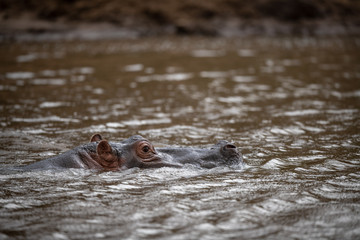 Fototapeta premium hippos in river