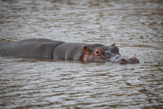 hippos in river