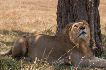 lion under the tree