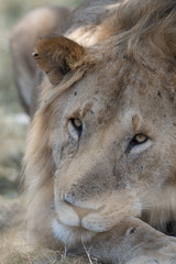 lion under the tree