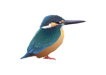 カワセミ（雄）