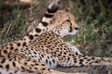 cheetah having rest