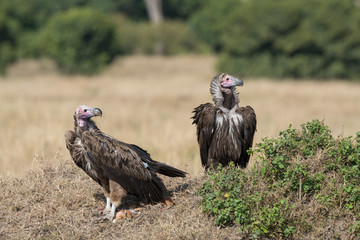 lappet faced vulture