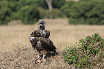 lappet faced vulture