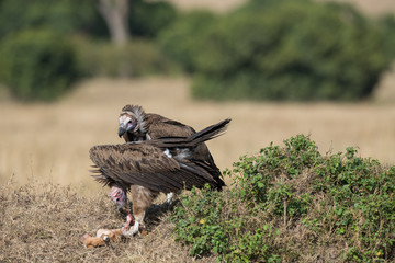 lappet faced vulture