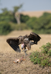 lappet faced vulture