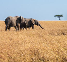 Fototapeta na wymiar elephant family in sunset