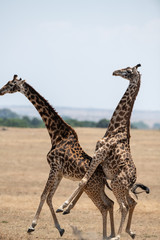 Obraz premium giraffe couple mating