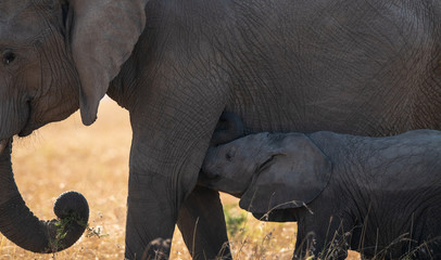elephant mother and baby