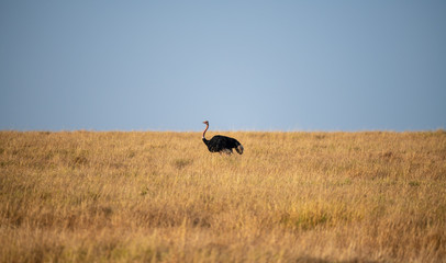 single ostrich on savanna