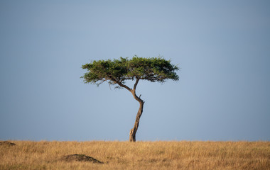 one tree in savanna