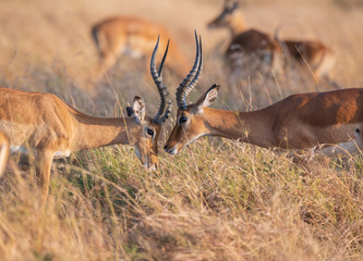 two impala fighting