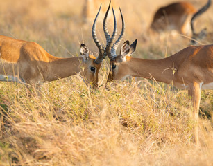 two impala fighting
