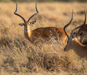 impala in bush