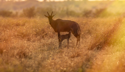 Topy family in bush
