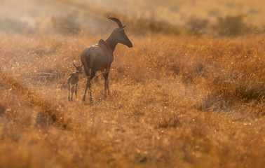 Topy family in bush