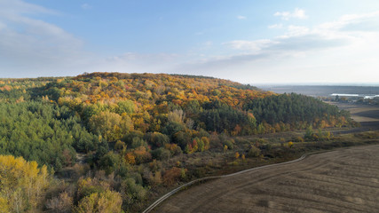 autumn forest, yellow trees, from the air