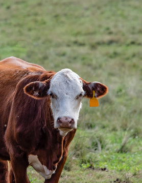 Braford cow to the left with copy space to right