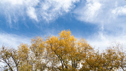 Obraz na płótnie Canvas autumn forest, yellow trees