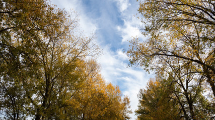 Obraz premium autumn forest, yellow trees