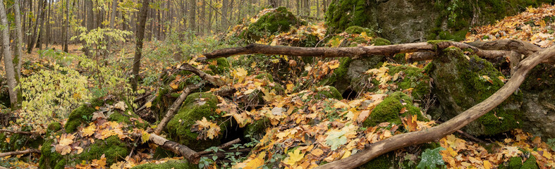 Autumn forest, stones in moss, leaves, Rivne, Ukraine