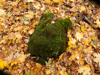 Autumn forest, stones in moss, leaves, Rivne, Ukraine