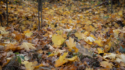  autumn forest, yellow trees