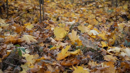 autumn forest, yellow trees, leaves