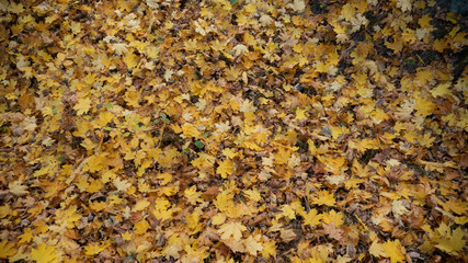 autumn forest, yellow trees, leaves