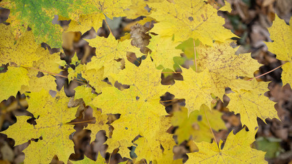 autumn forest, yellow trees, leaves