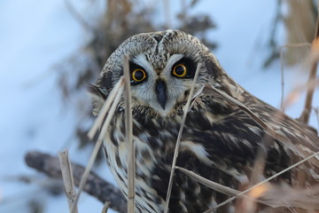 Short-eared Owl. 