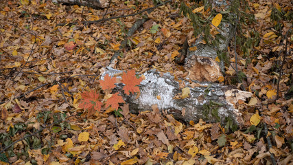 autumn forest, yellow trees, broken birch