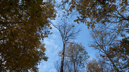 autumn forest, yellow trees