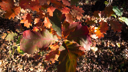  autumn forest, yellow trees